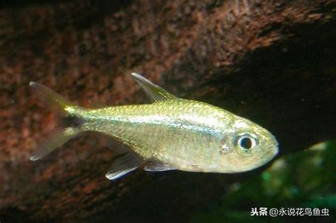 燈魚種類|專注熱帶魚 